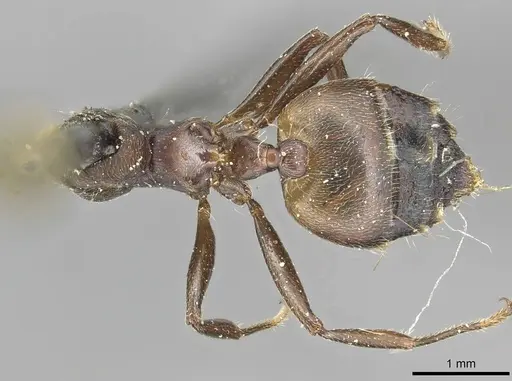 Crematogaster buchneri specimen CASENT0915372 image casent0915372_1