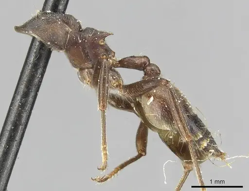 Crematogaster buchneri specimen CASENT0915372 image casent0915372_2