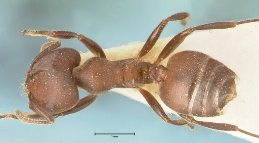Crematogaster buchneri specimen FOCOL1443 image focol1443_1