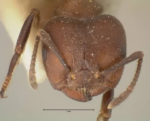 Crematogaster buchneri specimen FOCOL1443 image focol1443_2