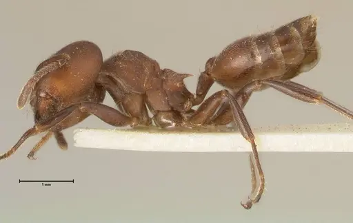Crematogaster buchneri specimen FOCOL1443 image focol1443_3