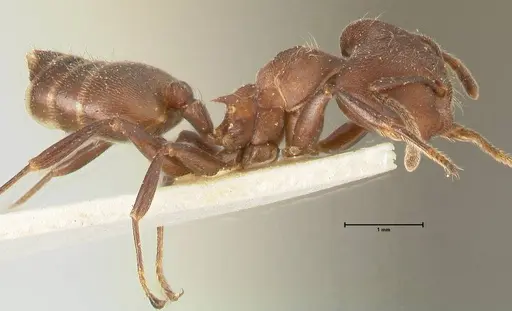 Crematogaster buchneri specimen FOCOL1443 image focol1443_4