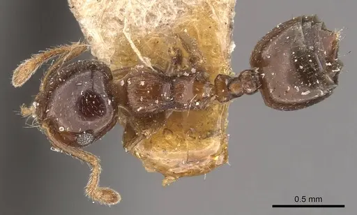 Crematogaster buddhae specimen CASENT0908574 image casent0908574_1