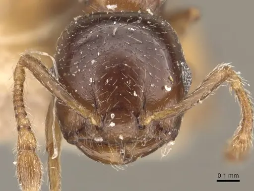 Crematogaster buddhae specimen CASENT0908574 image casent0908574_2