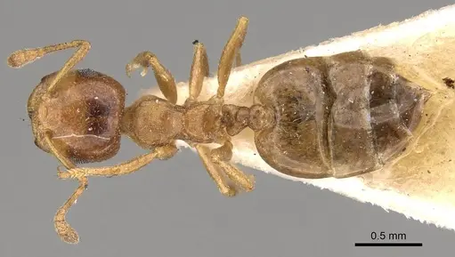 Crematogaster buddhae specimen CASENT0914073 image casent0914073_1