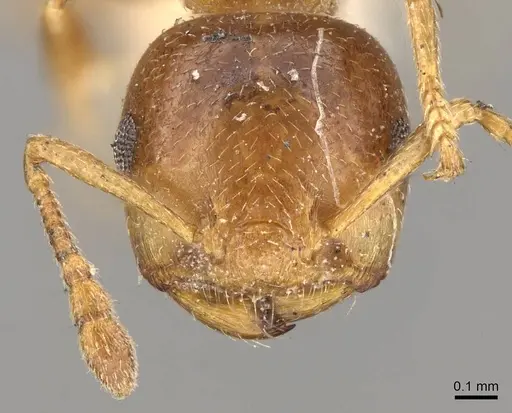Crematogaster buddhae specimen CASENT0914073 image casent0914073_2