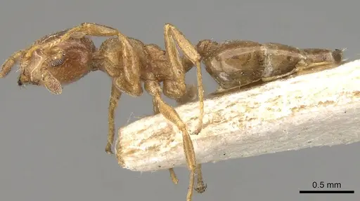 Crematogaster buddhae specimen CASENT0914073 image casent0914073_3