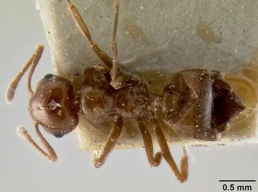 Crematogaster butteli specimen CASENT0193635 image casent0193635_1