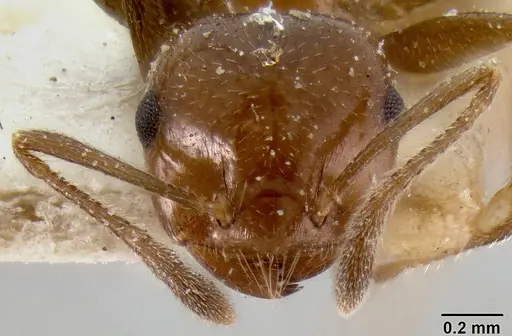 Crematogaster butteli specimen CASENT0193635 image casent0193635_2