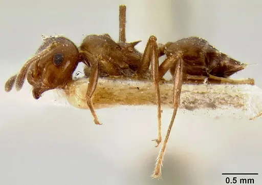 Crematogaster butteli specimen CASENT0193635 image casent0193635_3
