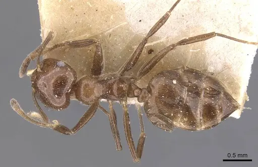 Crematogaster butteli specimen CASENT0907501 image casent0907501_1