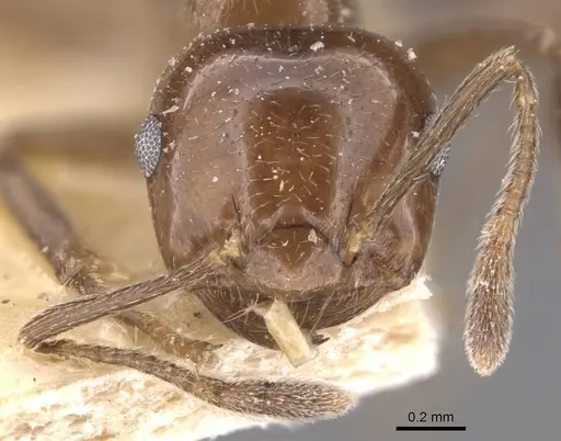 Crematogaster butteli specimen CASENT0907501 image casent0907501_2