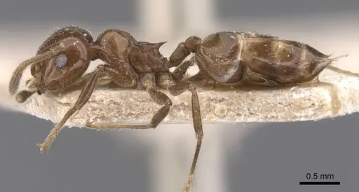 Crematogaster butteli specimen CASENT0907501 image casent0907501_3