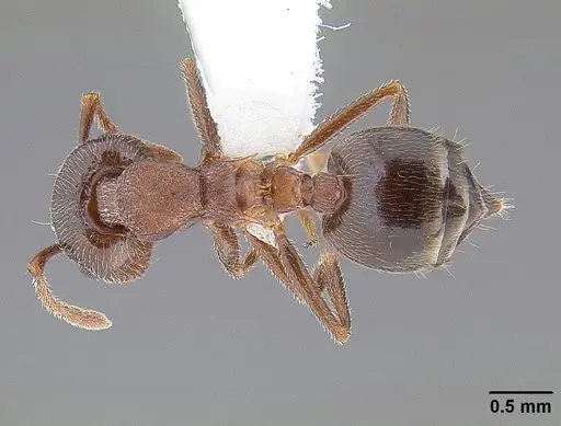 Crematogaster californica specimen CASENT0844232 image casent0844232_1