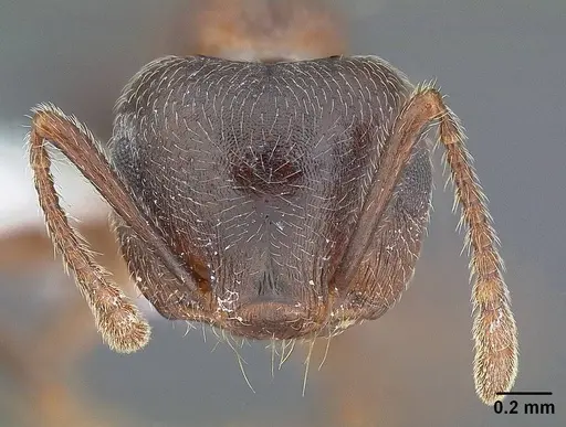 Crematogaster californica specimen CASENT0844232 image casent0844232_2