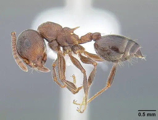 Crematogaster californica specimen CASENT0844232 image casent0844232_3