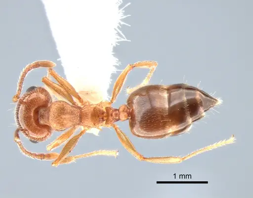 Crematogaster californica specimen CASENT0882183 image casent0882183_1