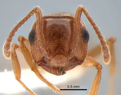 Crematogaster californica specimen CASENT0882183 image casent0882183_2