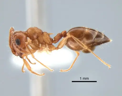 Crematogaster californica specimen CASENT0882183 image casent0882183_3