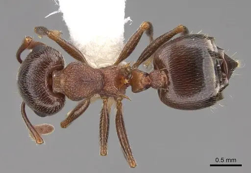 Crematogaster californica specimen CASENT0922723 image casent0922723_1