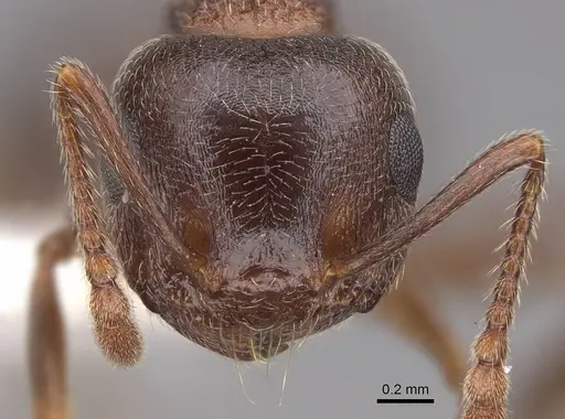 Crematogaster californica specimen CASENT0922723 image casent0922723_2