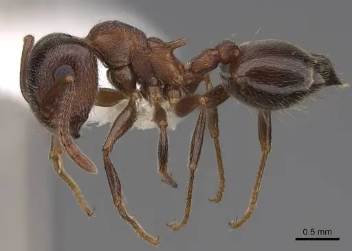 Crematogaster californica specimen CASENT0922723 image casent0922723_3