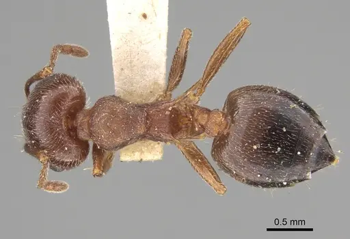 Crematogaster californica specimen CASENT0923319 image casent0923319_1