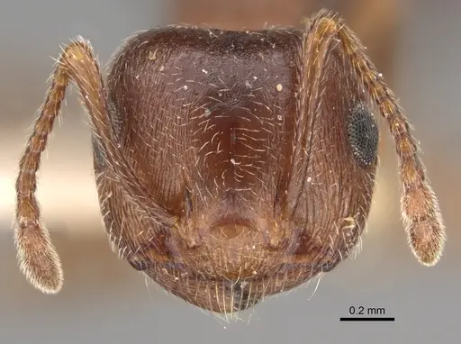 Crematogaster californica specimen CASENT0923319 image casent0923319_2