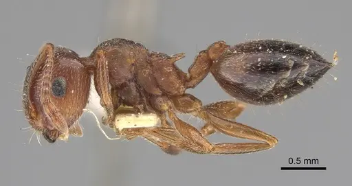 Crematogaster californica specimen CASENT0923319 image casent0923319_3