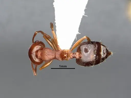 Crematogaster californica specimen CASENT4031311 image casent4031311_1