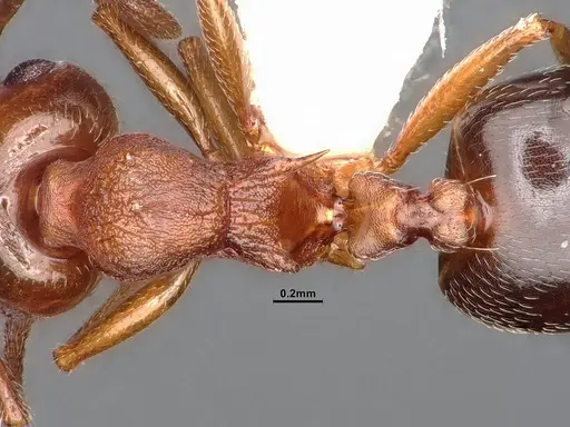Crematogaster californica specimen CASENT4031311 image casent4031311_2