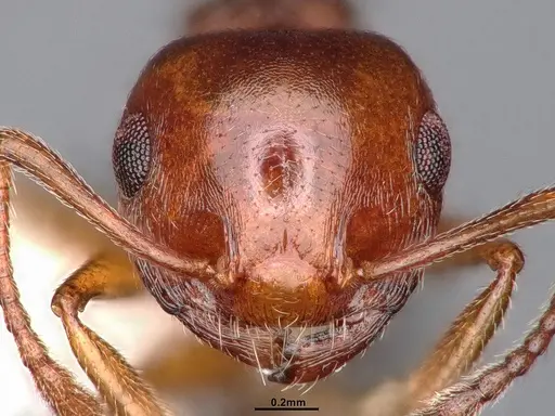 Crematogaster californica specimen CASENT4031311 image casent4031311_3