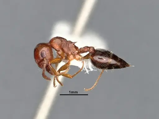 Crematogaster californica specimen CASENT4031311 image casent4031311_4
