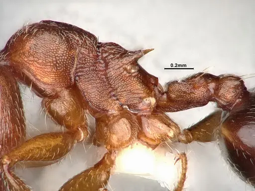 Crematogaster californica specimen CASENT4031311 image casent4031311_5