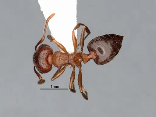 Crematogaster californica specimen CASENT4031312 image casent4031312_1