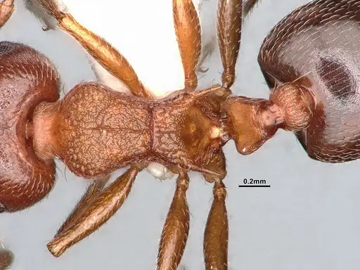 Crematogaster californica specimen CASENT4031312 image casent4031312_2