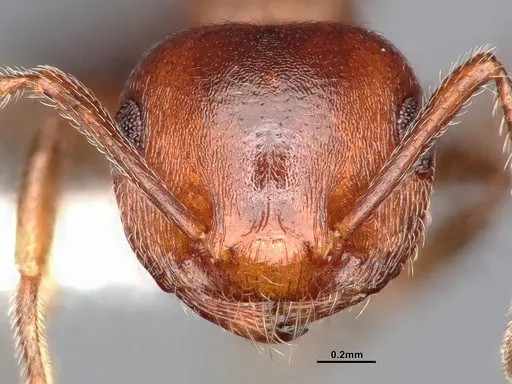 Crematogaster californica specimen CASENT4031312 image casent4031312_3