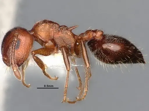 Crematogaster californica specimen CASENT4031312 image casent4031312_4
