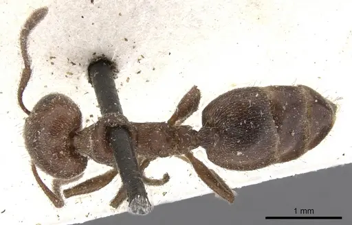 Crematogaster capensis specimen CASENT0902087 image casent0902087_1