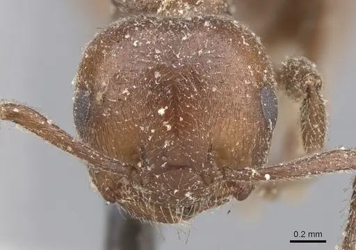 Crematogaster capensis specimen CASENT0902087 image casent0902087_2