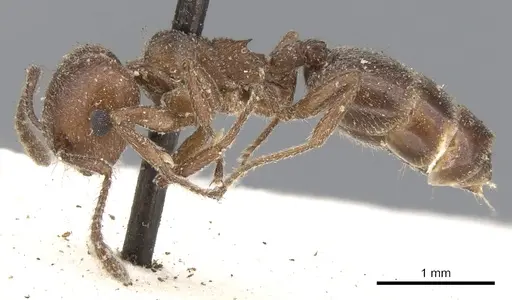 Crematogaster capensis specimen CASENT0902087 image casent0902087_3