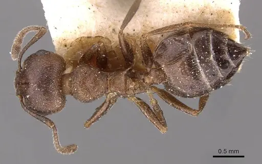 Crematogaster capensis specimen CASENT0908501 image casent0908501_1