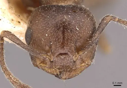 Crematogaster capensis specimen CASENT0908501 image casent0908501_2