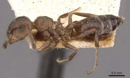 Crematogaster capensis specimen CASENT0908501 image casent0908501_3