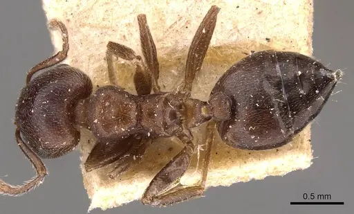 Crematogaster capensis specimen CASENT0908502 image casent0908502_1