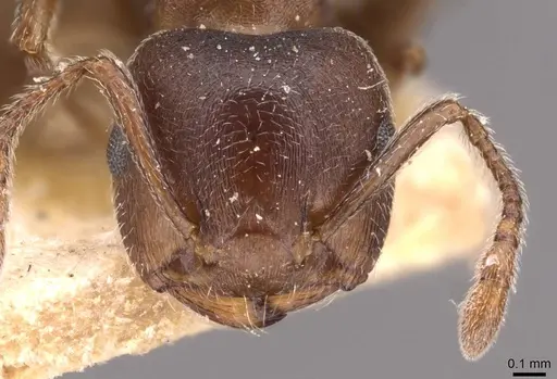 Crematogaster capensis specimen CASENT0908502 image casent0908502_2
