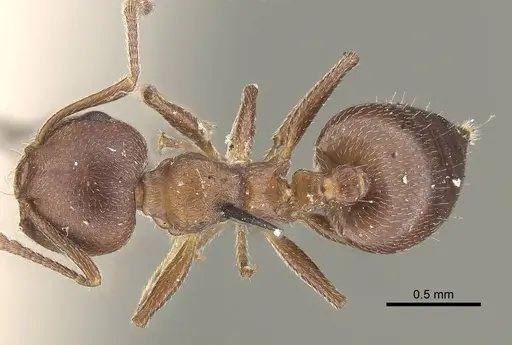 Crematogaster capensis specimen CASENT0919661 image casent0919661_1