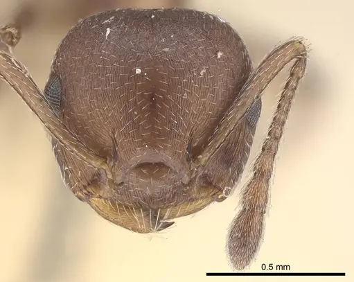 Crematogaster capensis specimen CASENT0919661 image casent0919661_2