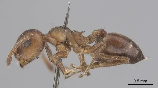 Crematogaster capensis specimen CASENT0919661 image casent0919661_3