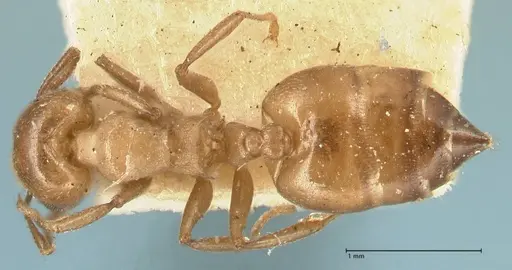 Crematogaster capensis specimen FOCOL1473 image focol1473_1
